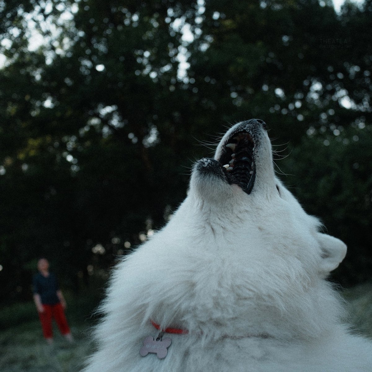 Воющий волк рисунок карандашом