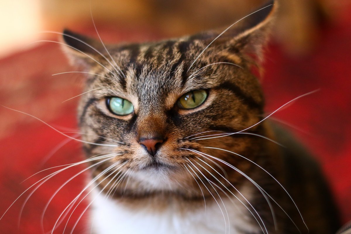 Вибриссы на лапах у кошек