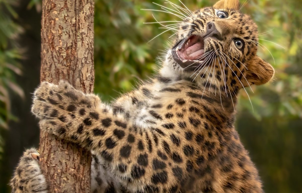 Дикие кошки россии