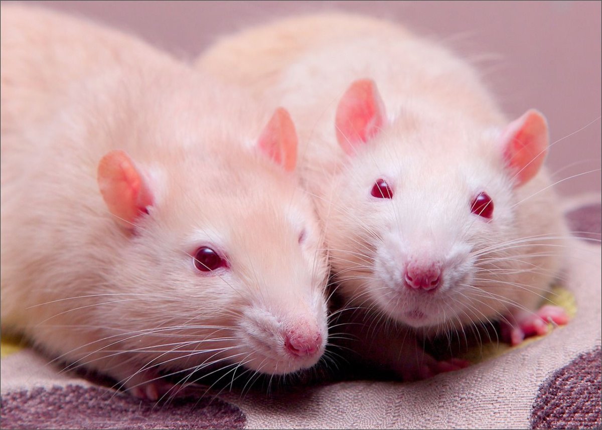 Подозрительная крыса