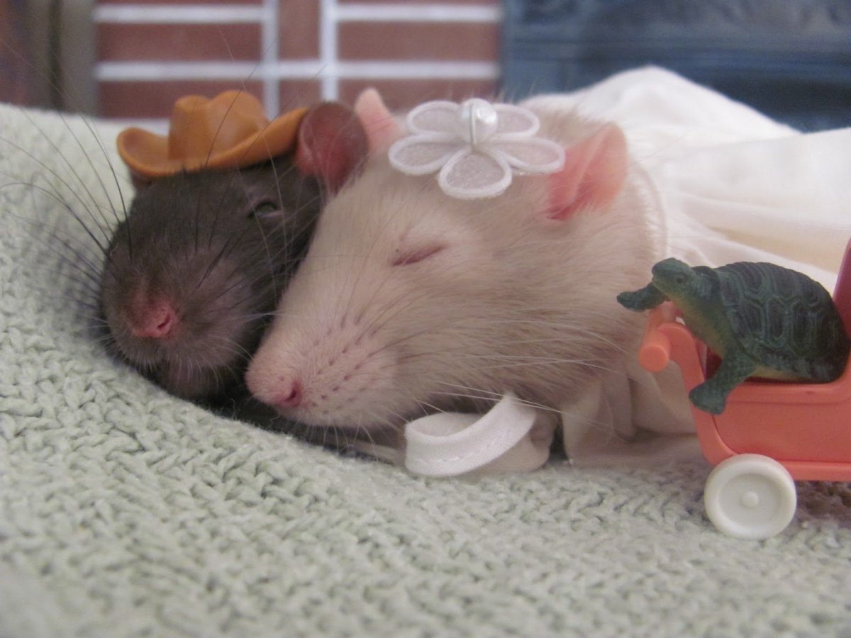 Эстетичные крысы