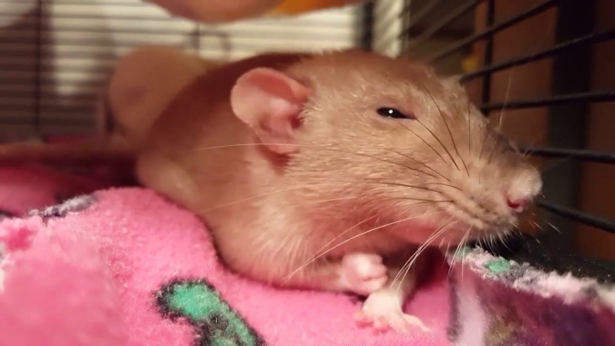 Белые лабораторные мыши