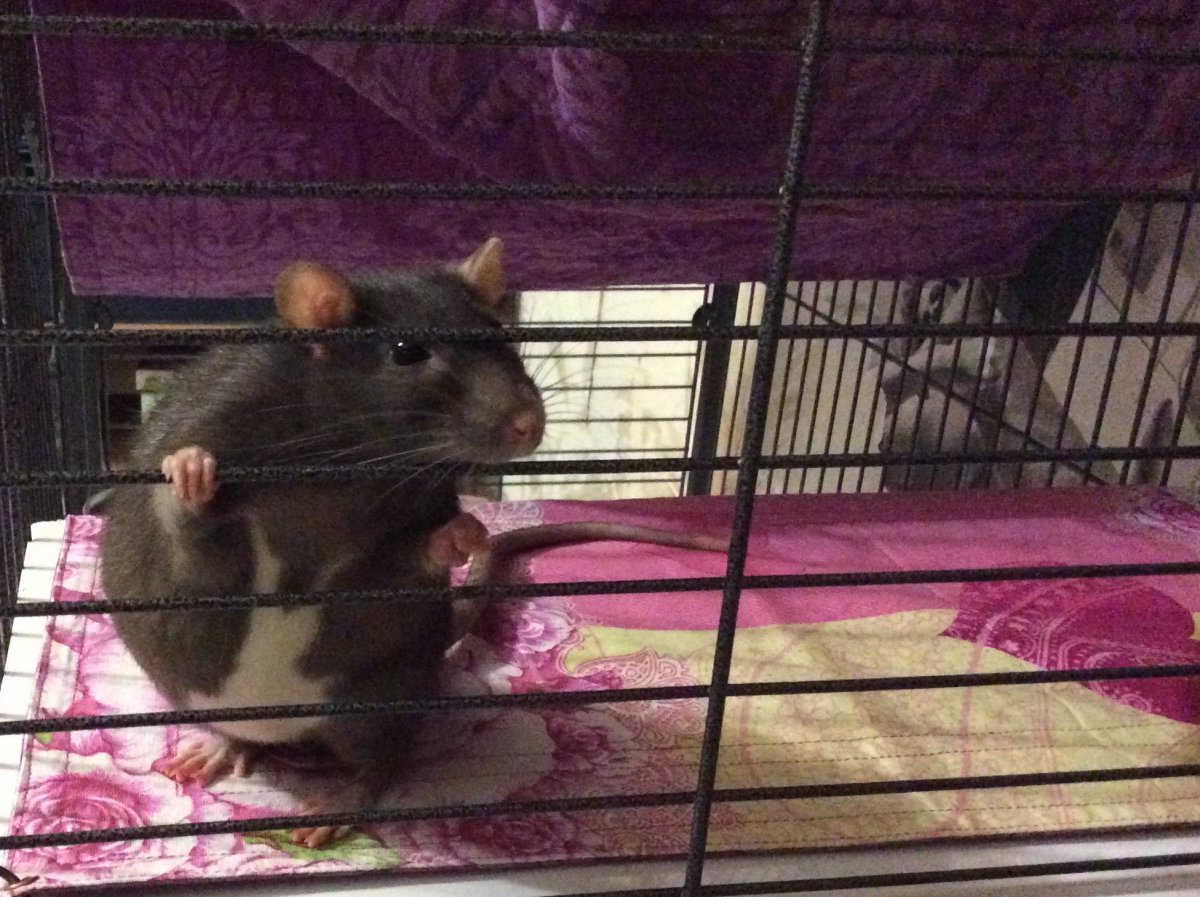 Две милые крысы