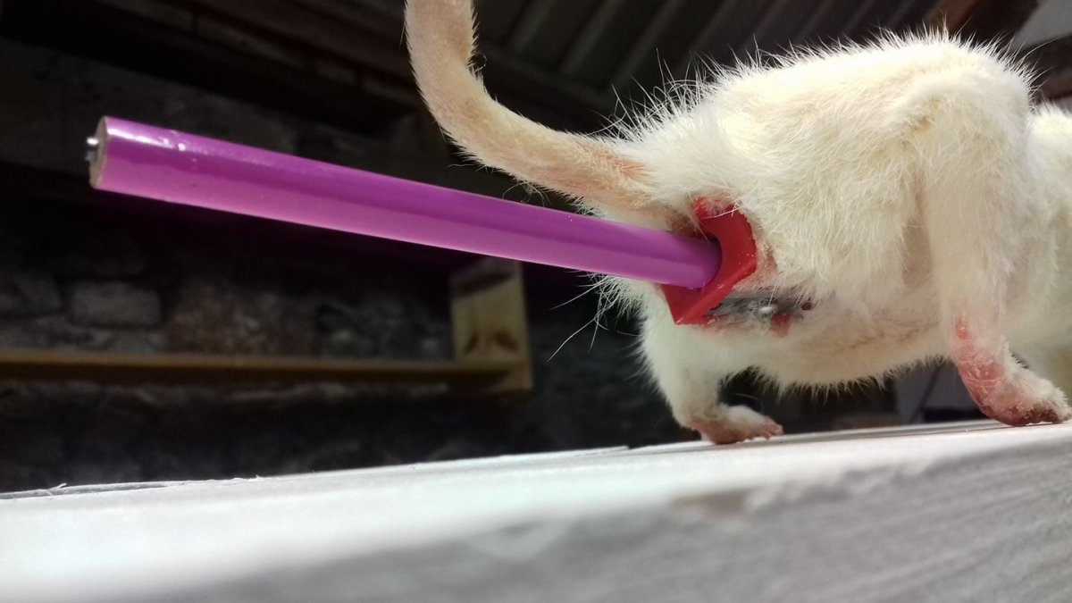 Крыса и вомбат