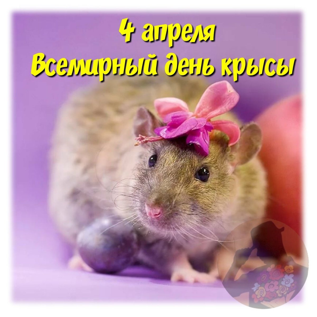 Милые Пикси с крысками