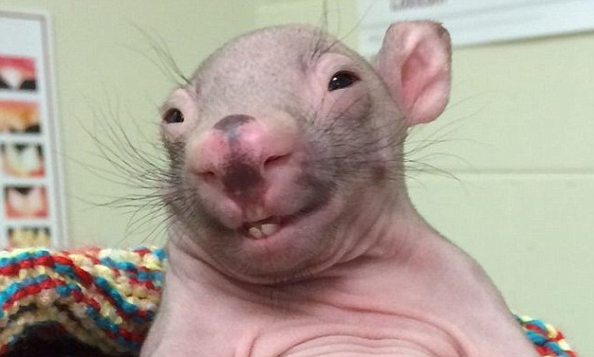 Красивая мышка