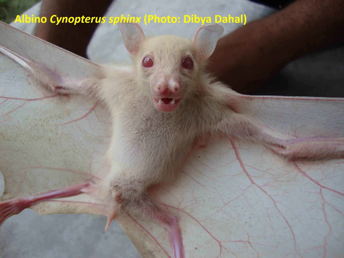 2 Влюбленные крысы