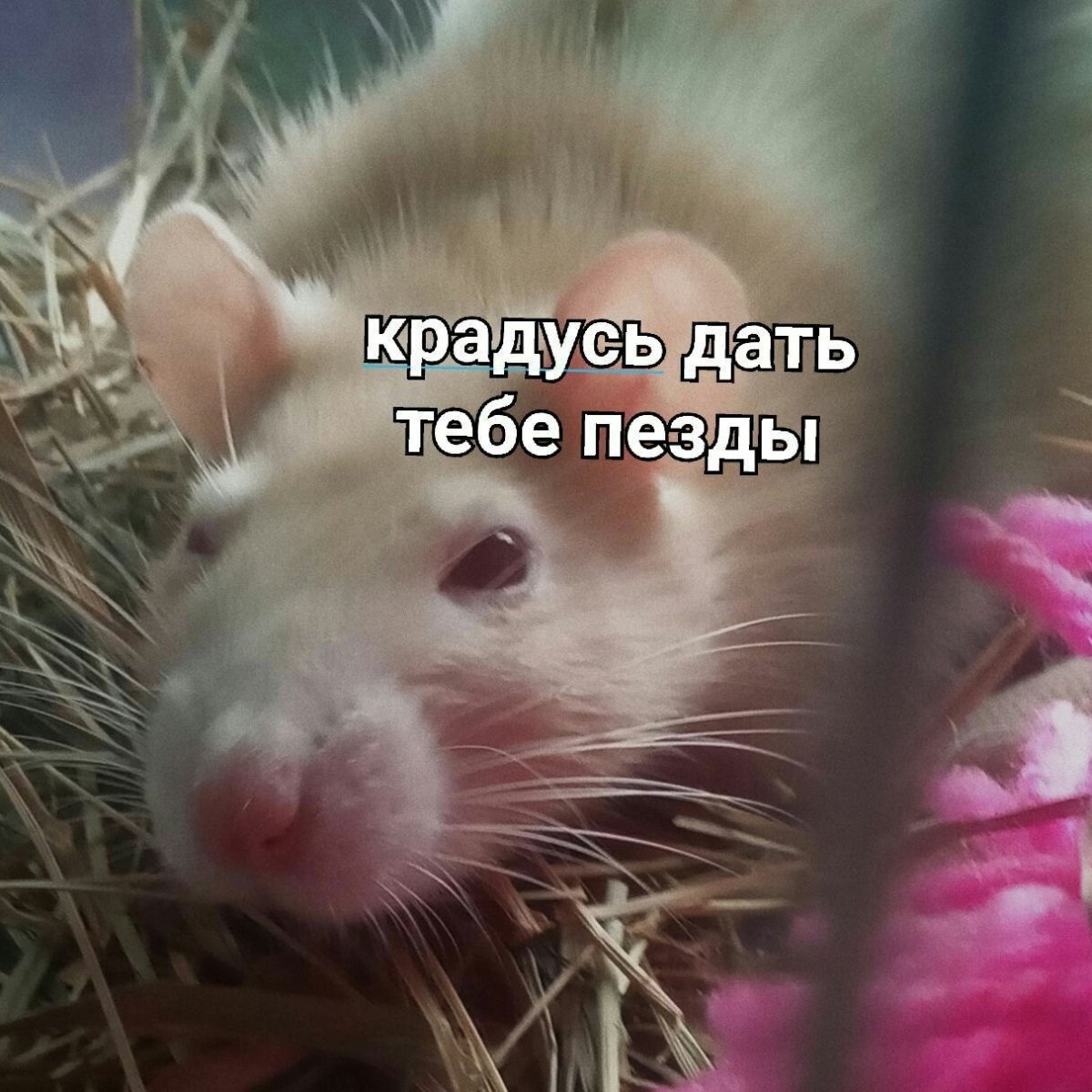 Вомбат улыбается лысый