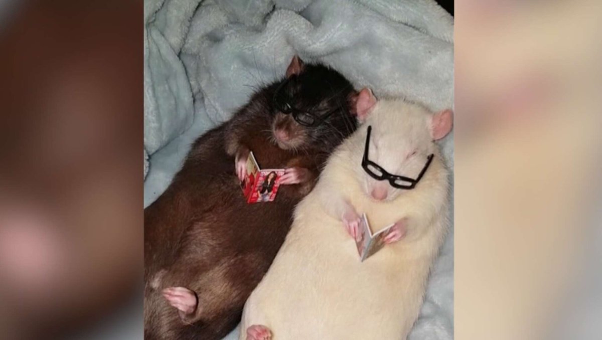 Поводок для крысы