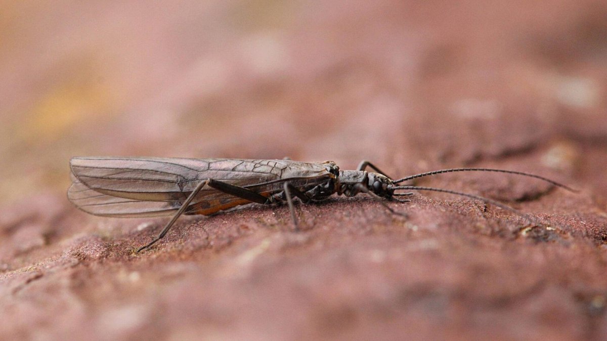 Веснянка насекомое