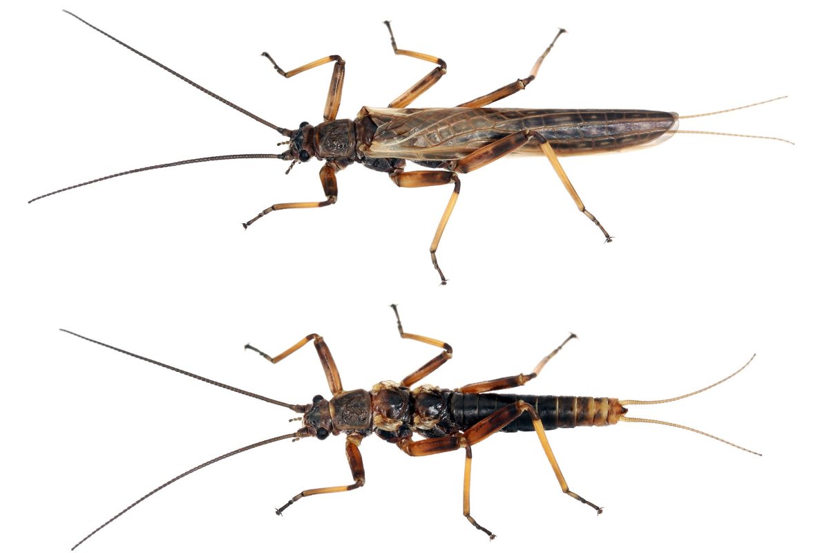 Веснянка насекомое на белом фоне