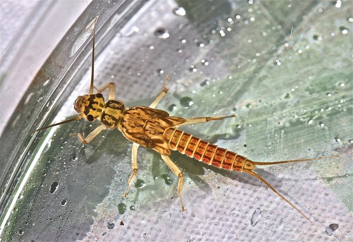 Веснянка обыкновенная