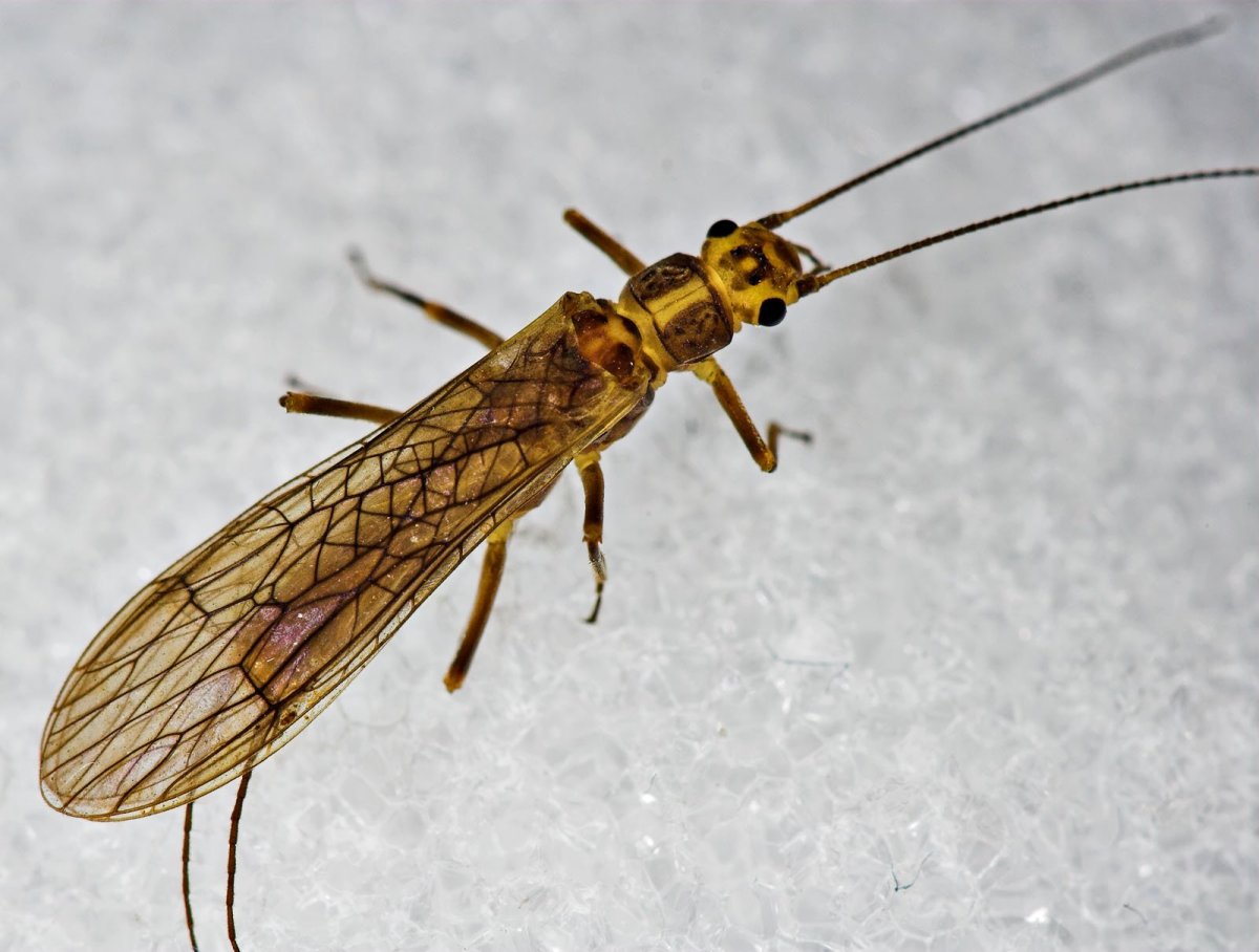 Stonefly nymph насекомое