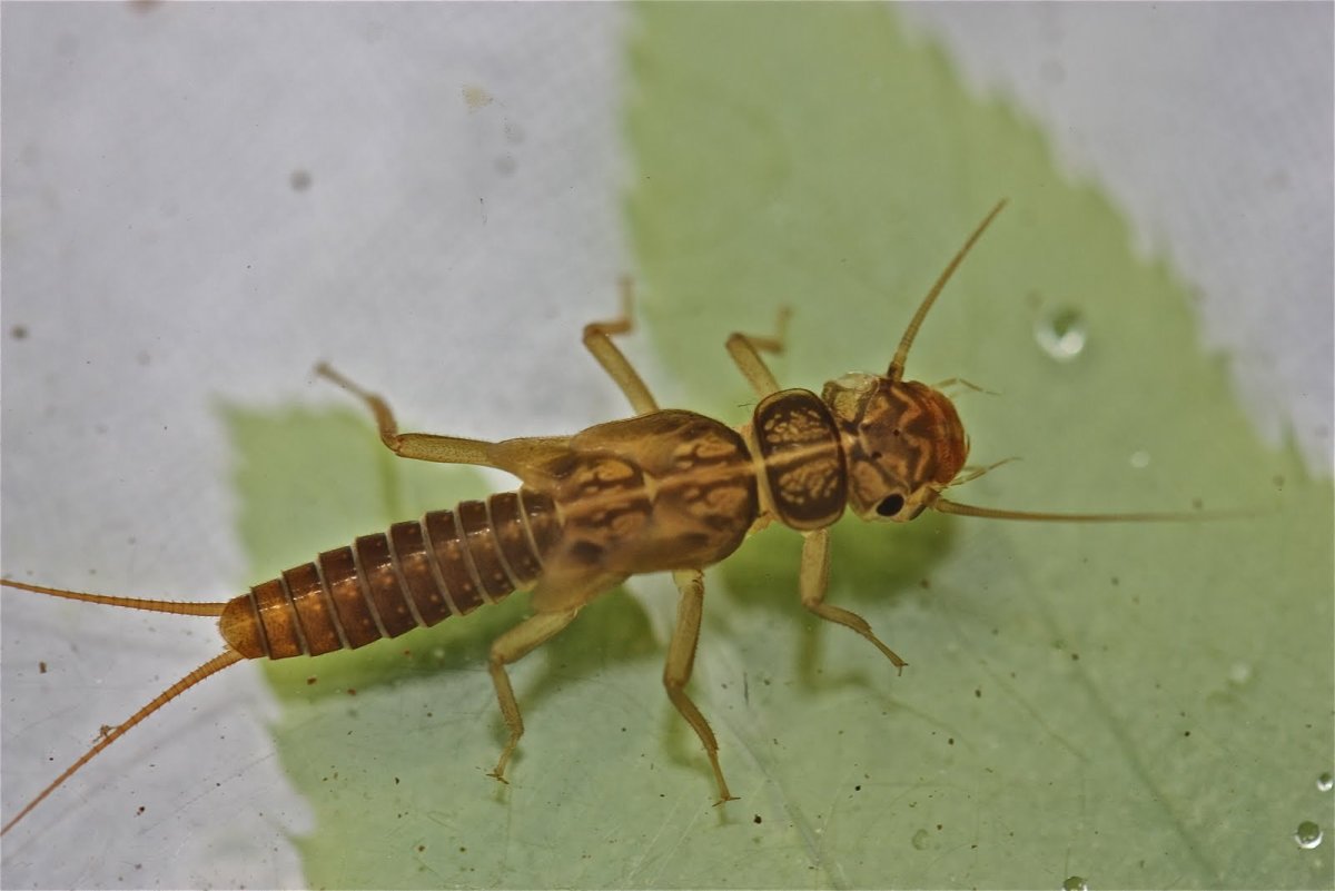 Веснянка насекомое