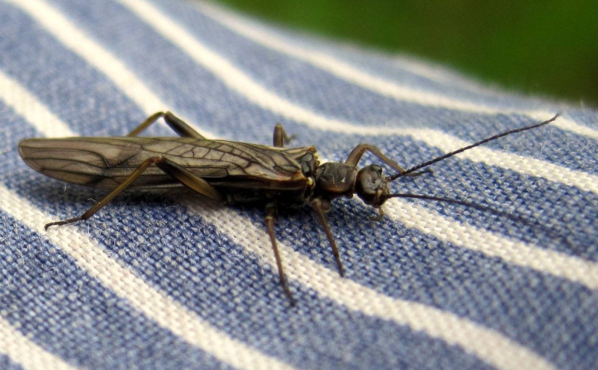 Бабочка черная с красными пятнами