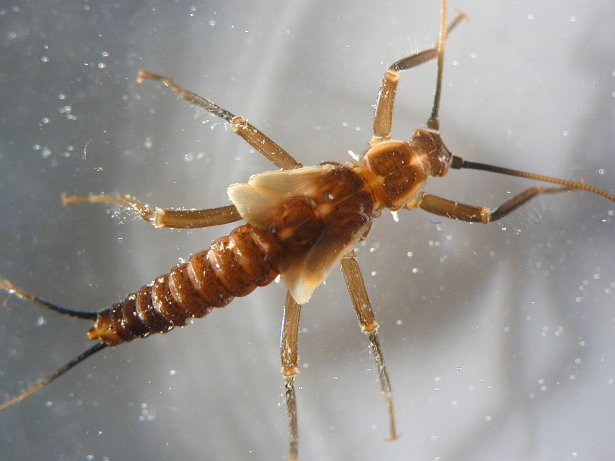 Веснянки (Plecoptera) личинка