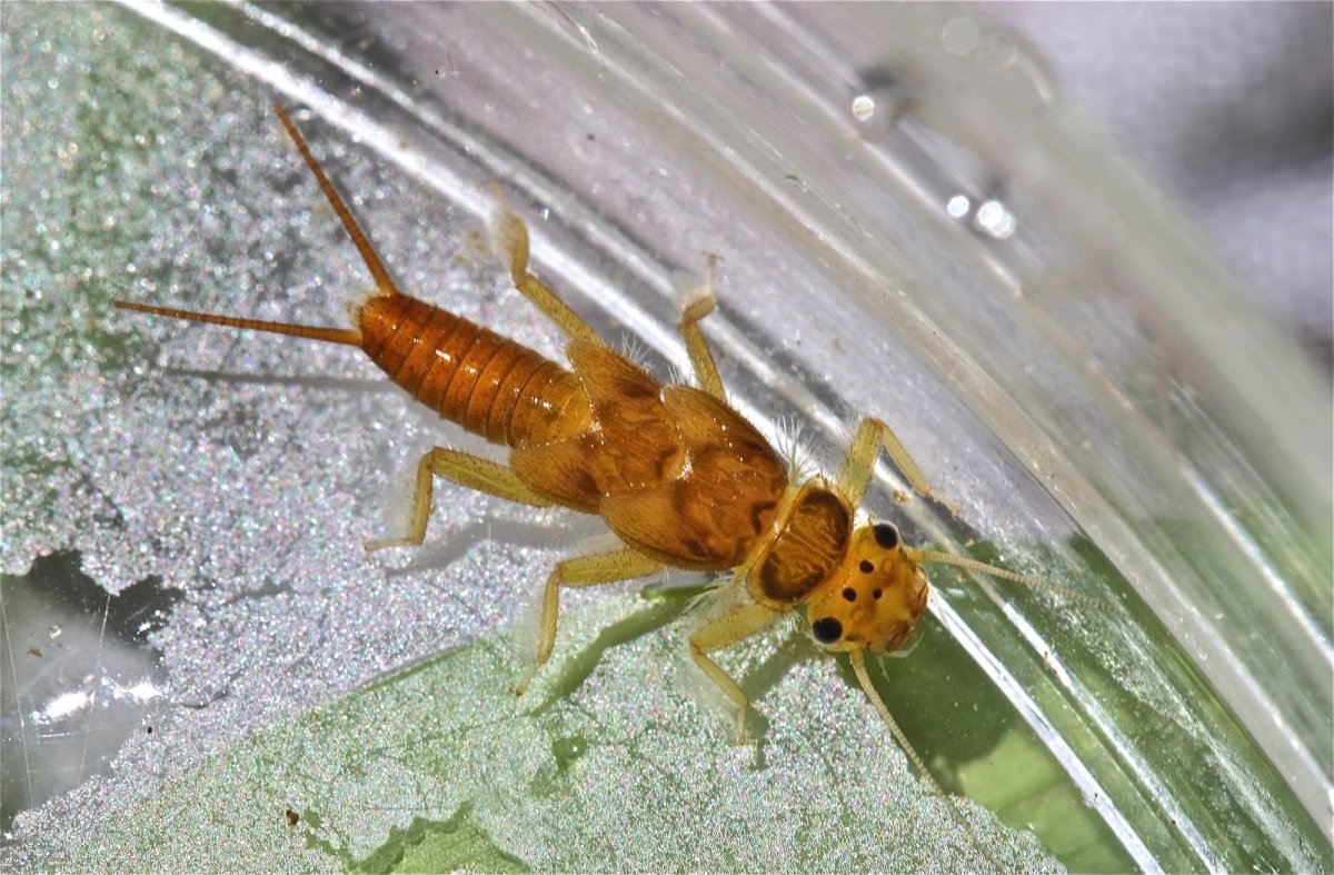 Веснянка обыкновенная