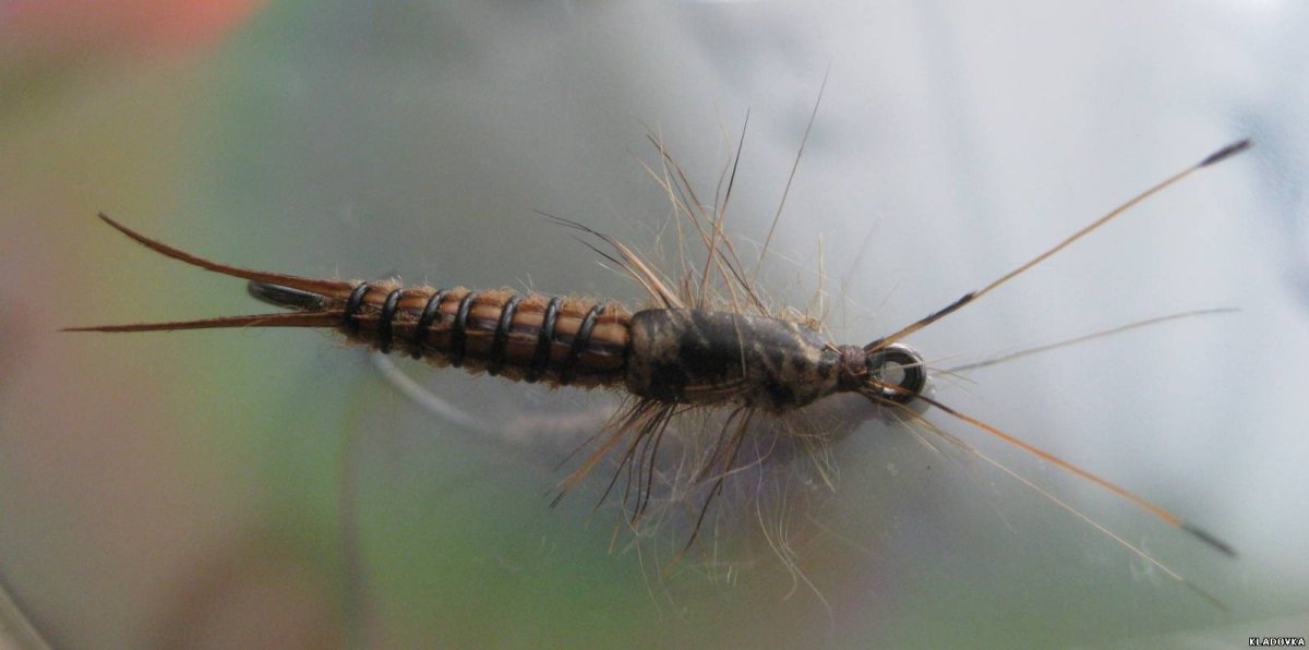 Stonefly nymph насекомое