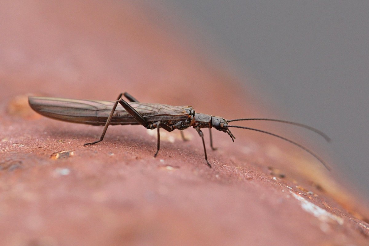 Нимфа поденки