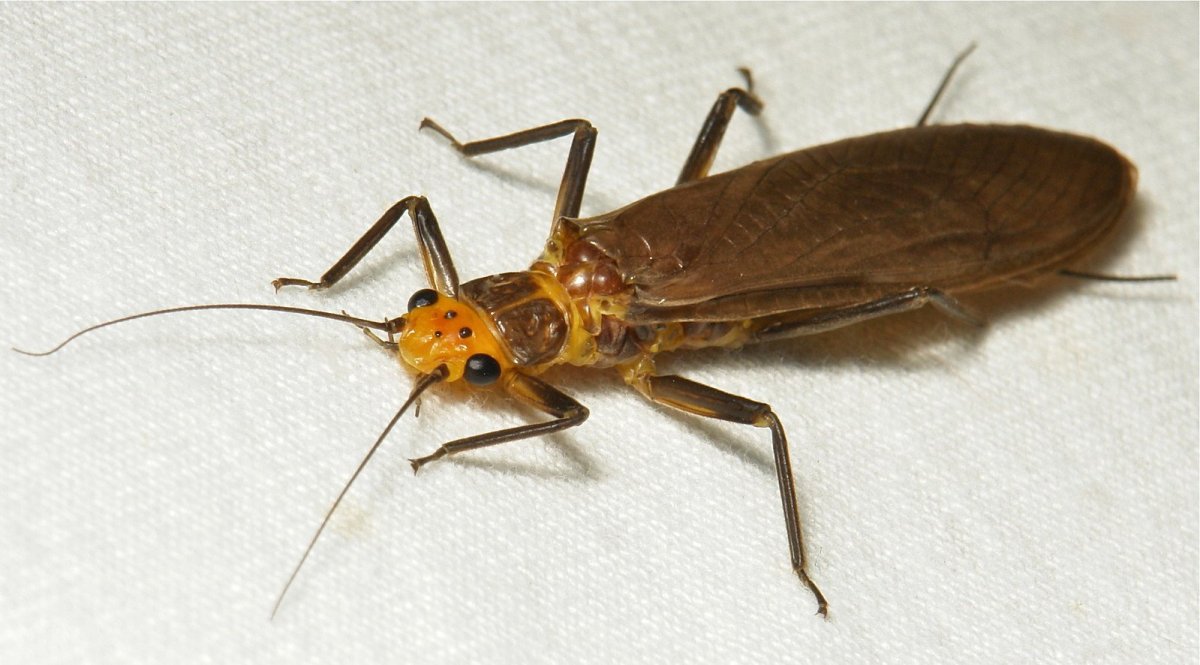 Мушка Веснянка