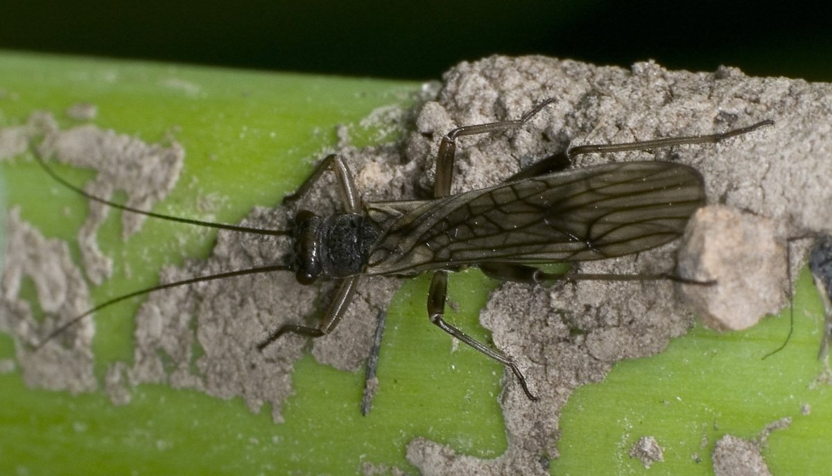 Веснянки (Plecoptera) личинка