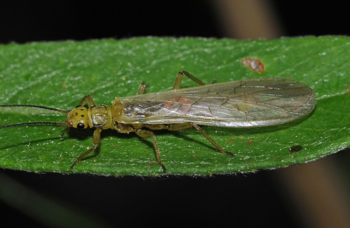 Веснянки (Plecoptera) личинка