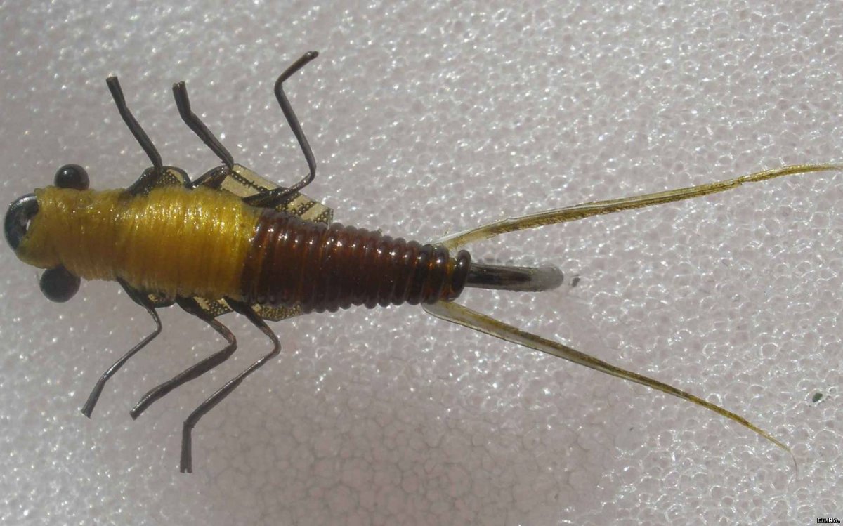 Бикарас насекомое