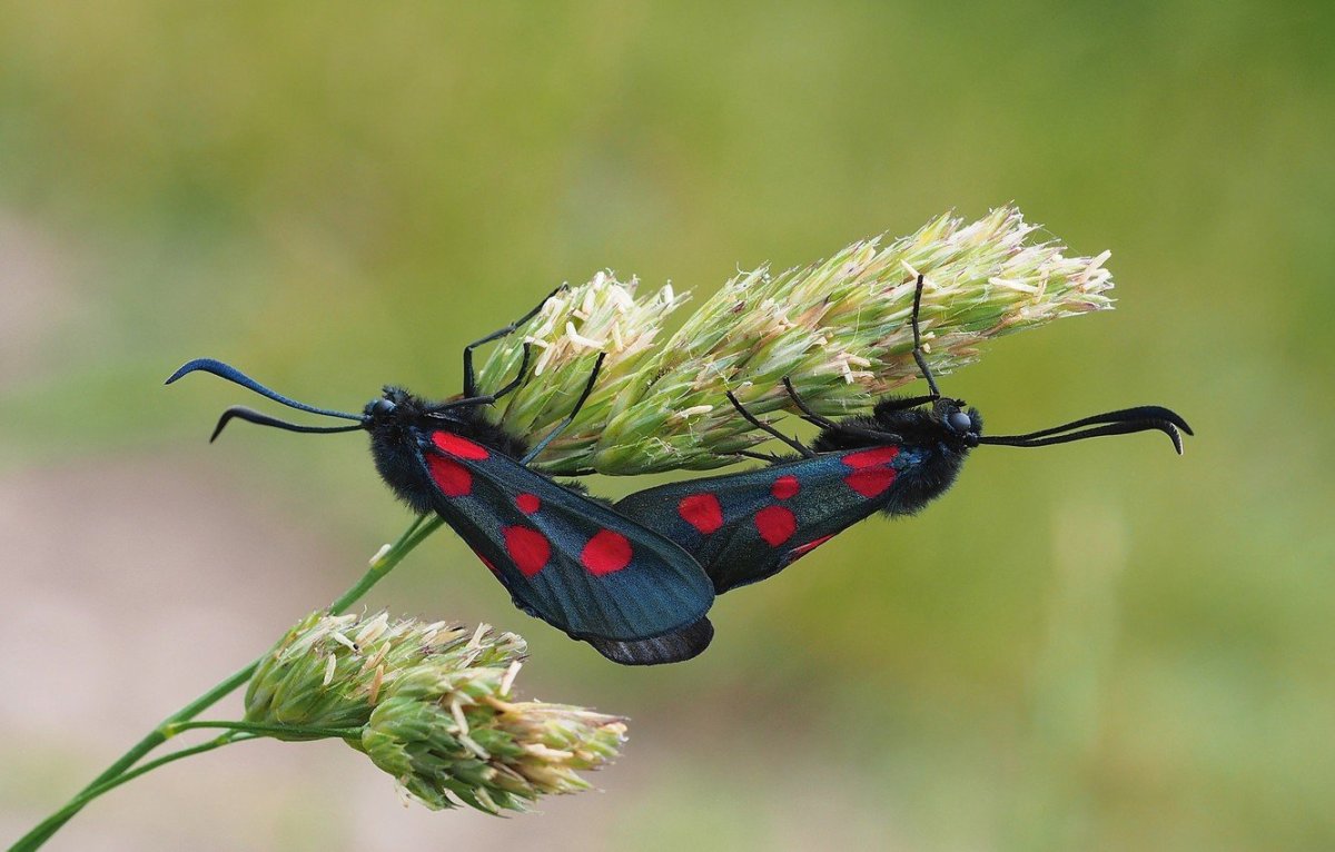 Первые насекомые на земле