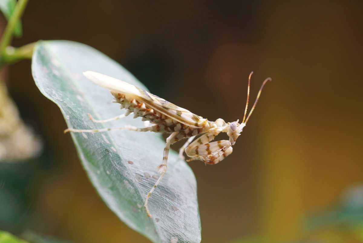 Личинка веснянки