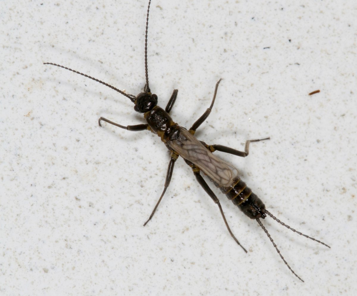 Мушка нимфа подёнки