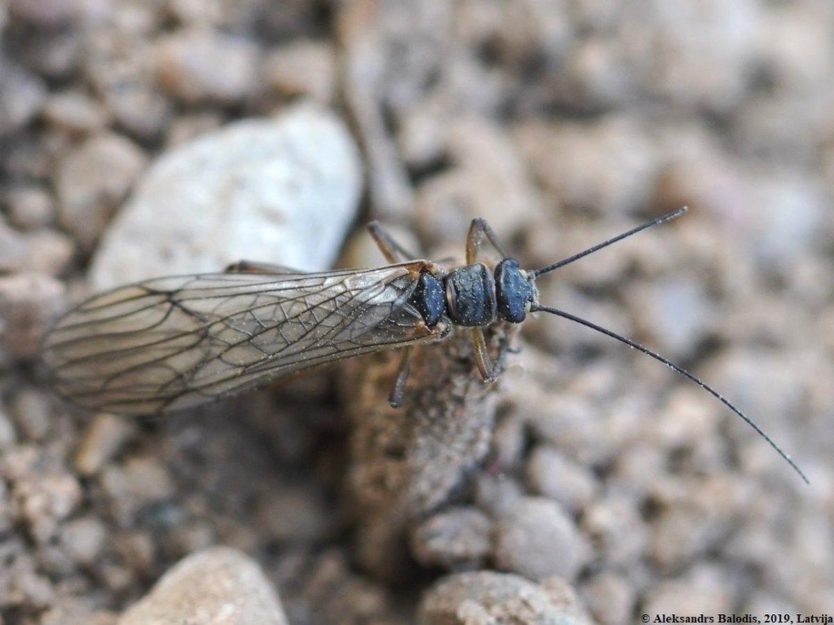 Веснянки (Plecoptera) личинка