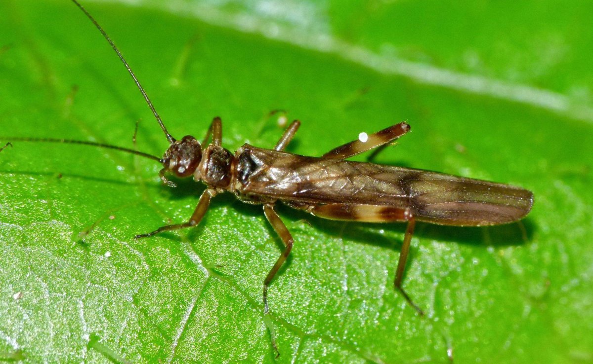 Личинка веснянки