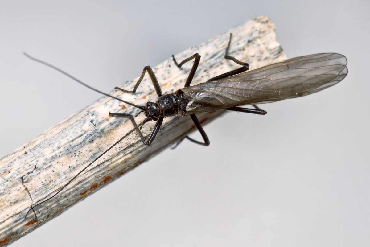 Веснянки Taeniopteryx nebulosa