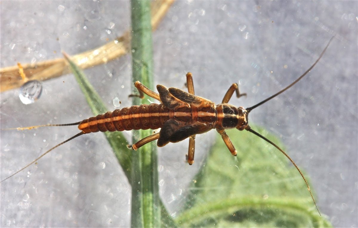 Веснянки (Plecoptera) личинка