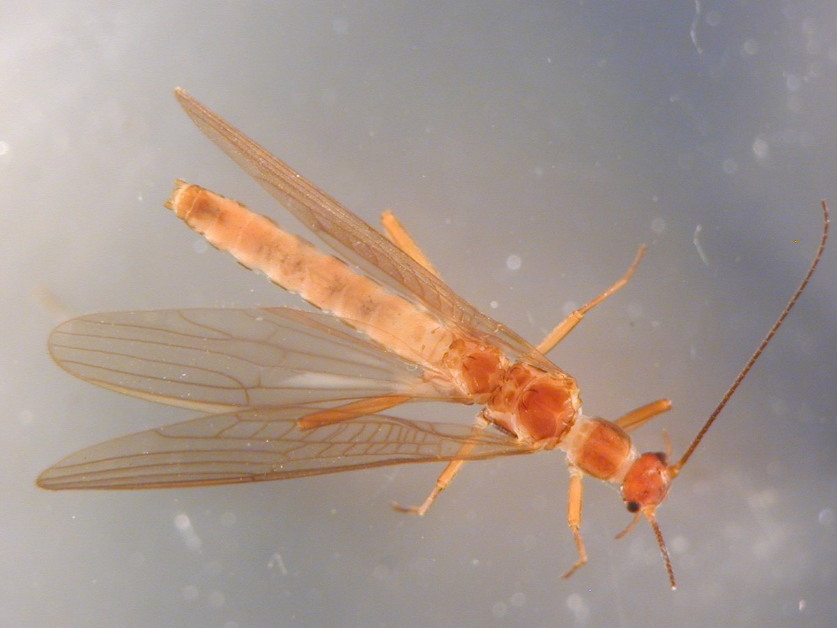 Нахлыстовая мушка поденка