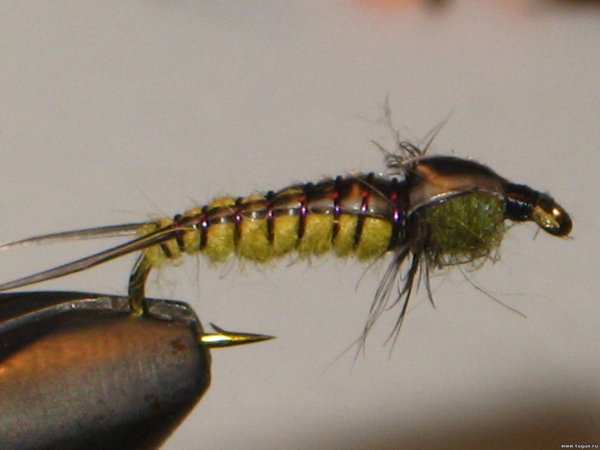 Веснянка пепельно-серая (Nemoura cinerea Retz.)