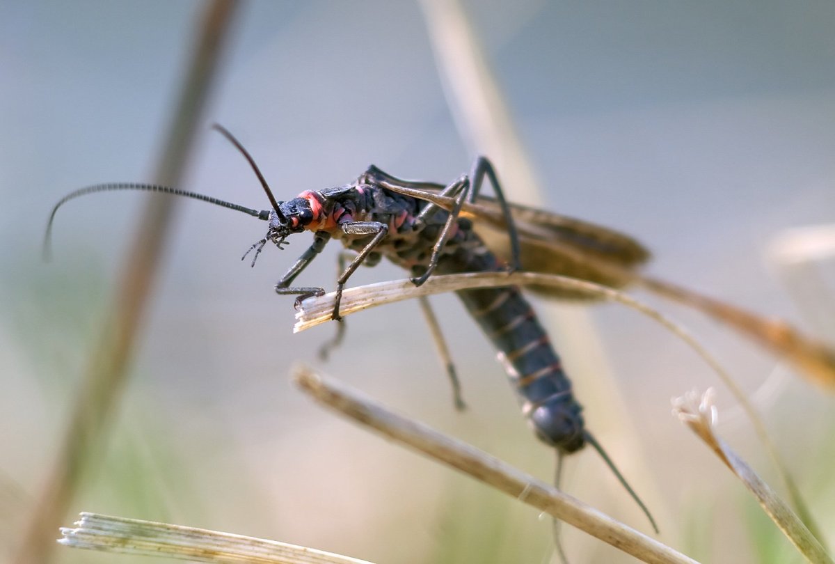 Plecoptera личинки