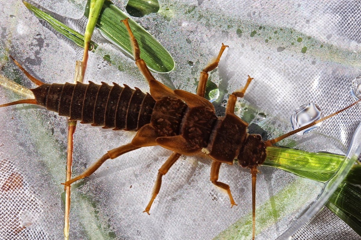 Plecoptera (Stonefly)