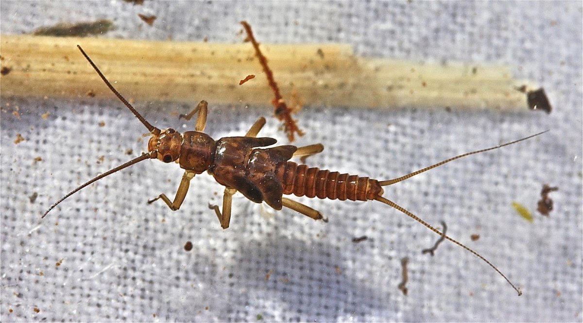 Речные насекомые