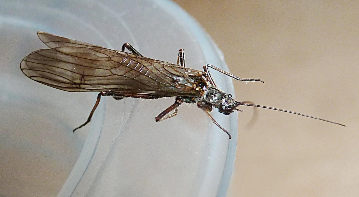 Веснянка насекомое