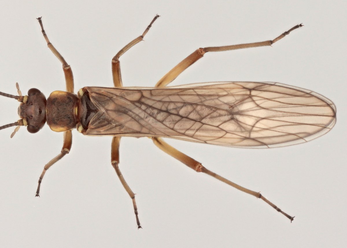 Веснянки (Plecoptera) личинка