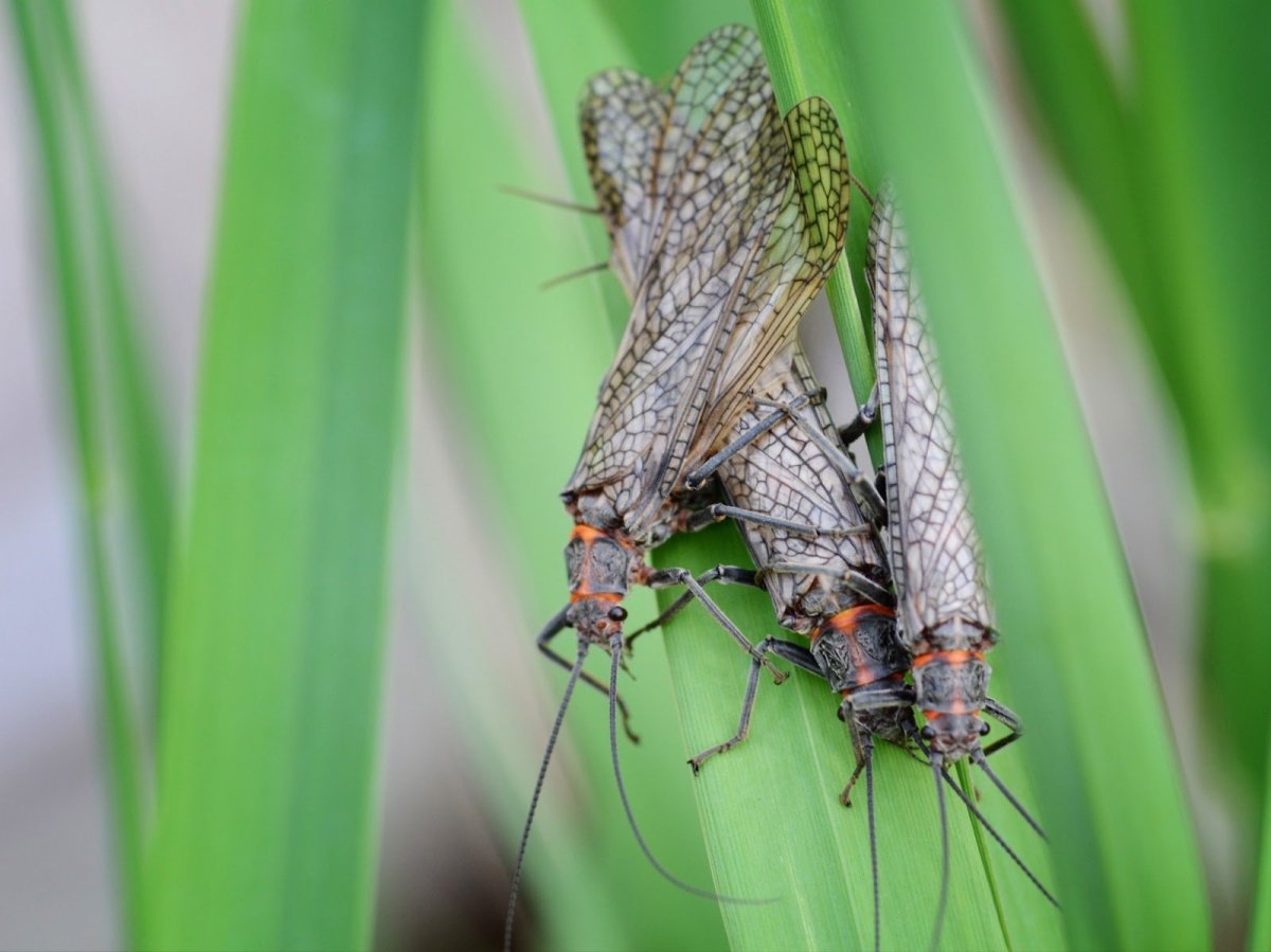 Тело веснянки