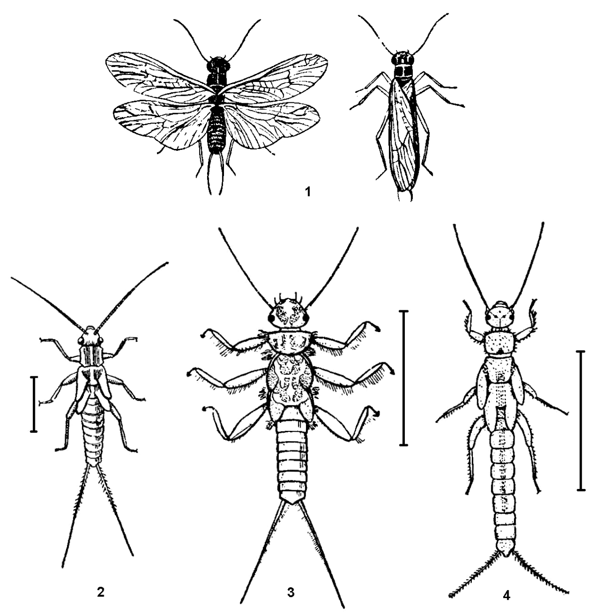 Имаго веснянки