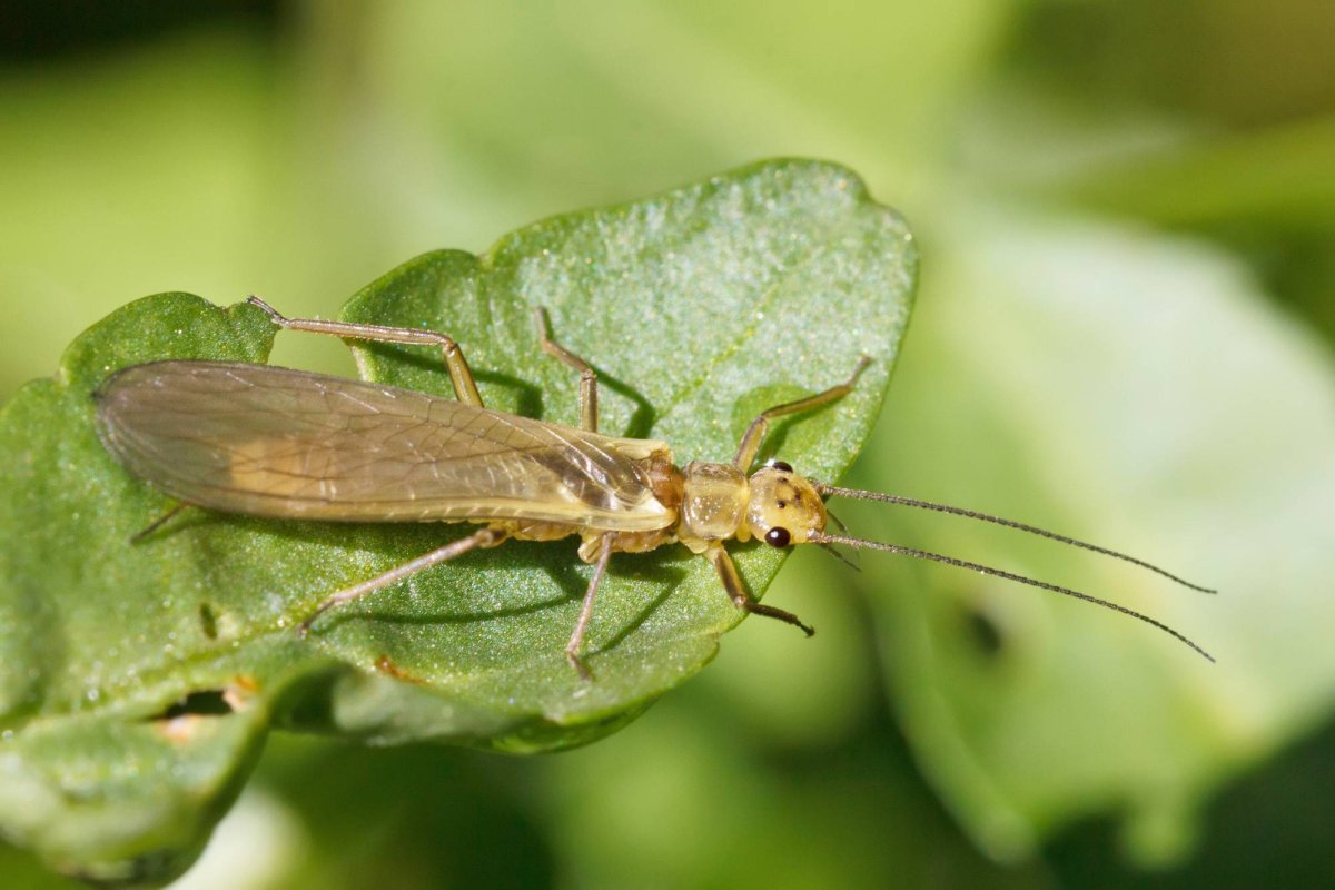 Stonefly nymph картинки