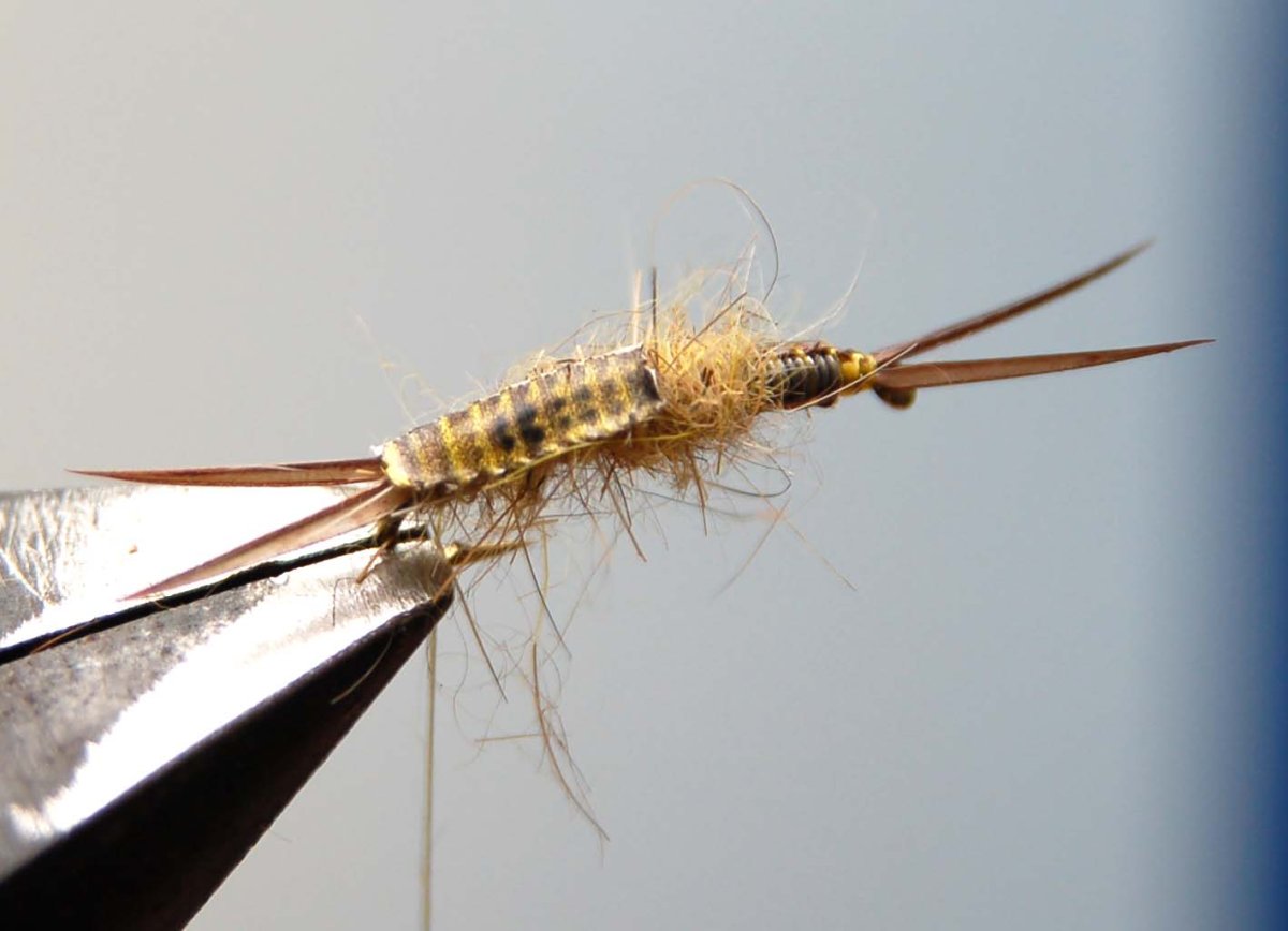 Plecoptera личинки