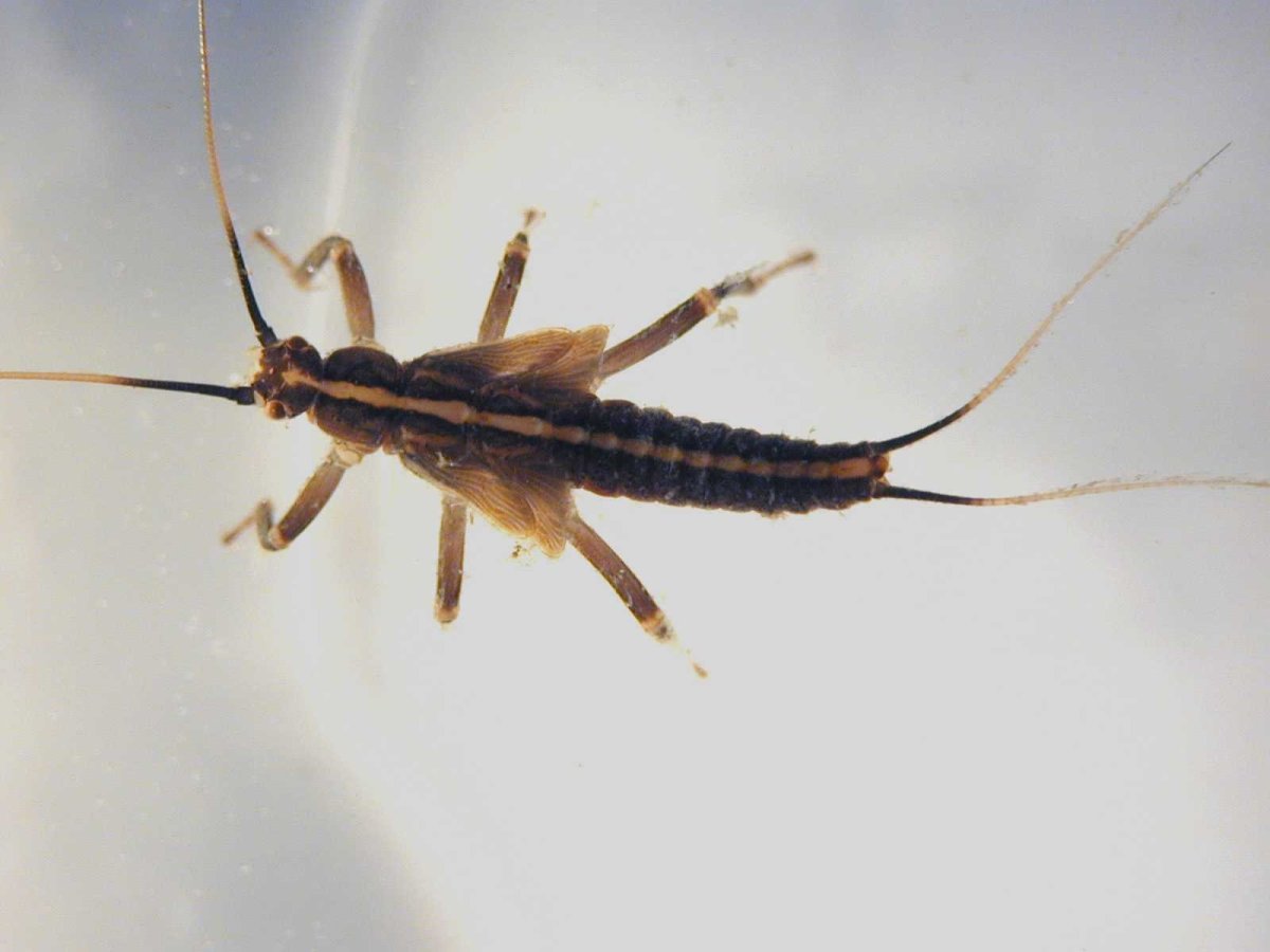 Поденка насекомое личинка