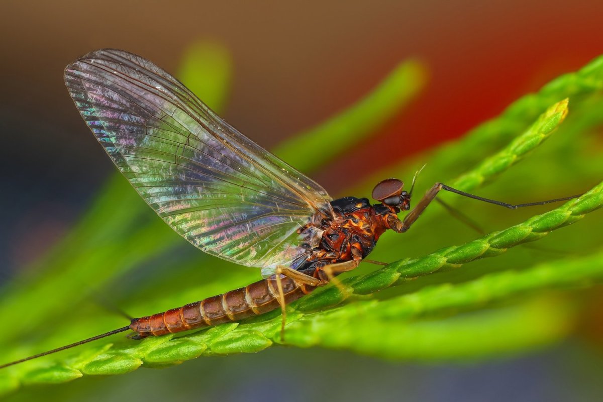 Plecoptera (Stonefly)