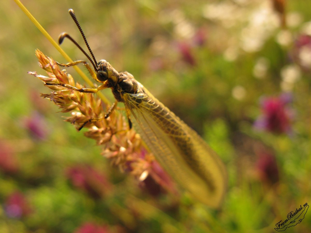 Веснянки (Plecoptera) личинка