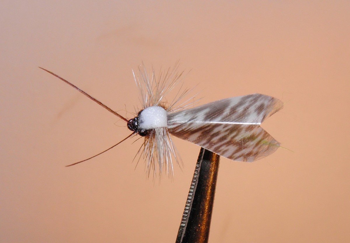 Plecoptera личинки