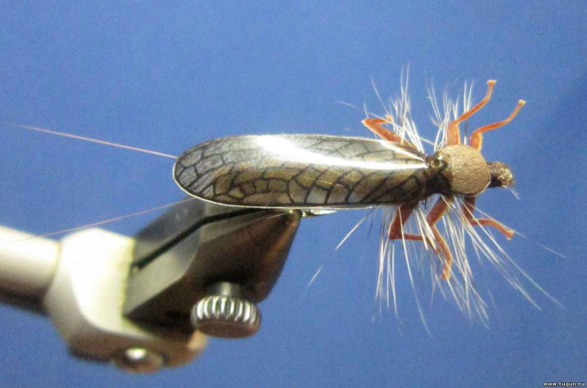 Личинка веснянки